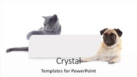  Presentation with cat dog - PPT theme featuring family pedigree - cute cat and dog background and a white colored foreground
