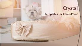  Presentation with pastel cute - Theme consisting of family pedigree - cute young maltese laying background and a lemonade colored foreground