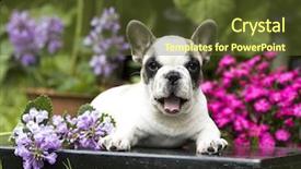  Presentation with culture french russia kids - PPT theme consisting of family pedigree - french bulldog puppy background and a tawny brown colored foreground