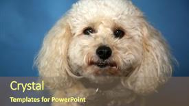  Presentation with poodle - Audience pleasing PPT theme consisting of family pedigree - poodle bichon poodle mix breed backdrop and a violet colored foreground