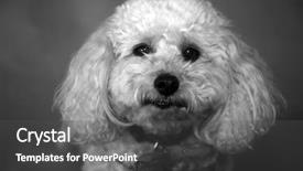  Presentation with poodle - Presentation theme consisting of family pedigree - poodle bichon poodle mix breed background and a dark gray colored foreground