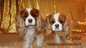  Presentation with sequin - Beautiful presentation design featuring family pedigree - two beautiful king charles cavalier backdrop and a coral colored foreground