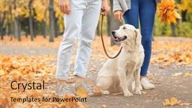 Presentation with dog park - Cool new PPT theme with family pedigree - young couple walking their dog backdrop and a coral colored foreground