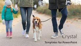  Presentation with leash - PPT theme with family pets and people concept - mother father and little daughter walking with beagle dog on leash in autumn background and a light gray colored foreground
