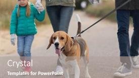  Presentation with beagle dog - PPT theme featuring family pets and people concept - mother father and little daughter walking with beagle dog on leash in autumn background and a gray colored foreground