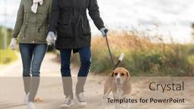  Presentation with beagle dog - Presentation design having family pets and people concept - mother father and little daughter walking with beagle dog on leash in autumn background and a coral colored foreground