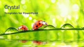  Presentation with ladybugs - Audience pleasing presentation consisting of family preservation - funny picture of ladybugs drinking backdrop and a yellow colored foreground