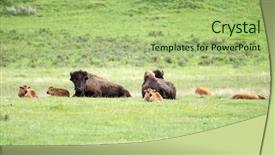  Presentation with bison - Slide deck with family preservation - two adult parent buffaloes bison background and a mint green colored foreground