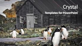 Presentation with gratitude stone - Audience pleasing slides consisting of family succession - penguins on the stone coast backdrop and a dark gray colored foreground
