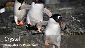  Presentation with rocks - Colorful theme enhanced with family succession - three penguins running backdrop and a dark gray colored foreground