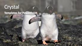  Presentation with antarctica tourism - Amazing slides having family succession - two identical penguins in antarctica backdrop and a gray colored foreground