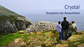  Presentation with newfoundland - Presentation theme enhanced with family watching northern gannets background and a sky blue colored foreground
