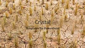  Presentation with rice field - Beautiful presentation theme featuring famine - dry and cracked rice field backdrop and a coral colored foreground