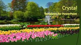  Presentation with tulips - Audience pleasing PPT layouts consisting of famous - blooming tulips flowerbeds in keukenhof backdrop and a tawny brown colored foreground