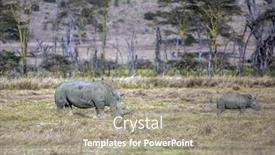  Presentation with savannah - PPT theme featuring famous-african-big-five-african background and a mint green colored foreground