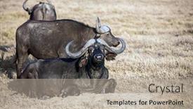  Presentation with savanna - Beautiful presentation featuring famous-african-big-five-magnificent backdrop and a mint green colored foreground