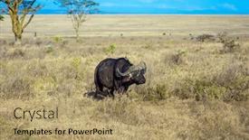 Presentation with savannah - Beautiful slide deck featuring famous-african-big-five-magnificent backdrop and a coral colored foreground