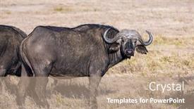  Presentation with kenya - Beautiful PPT layouts featuring famous-african-big-five-picturesque backdrop and a coral colored foreground