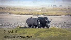  Presentation with africa - PPT layouts enhanced with famous-african-big-five-picturesque background and a coral colored foreground