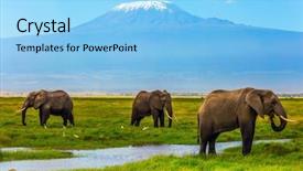  Presentation with exotic animals - Colorful presentation design enhanced with famous amboseli reserve kenya backdrop and a light blue colored foreground