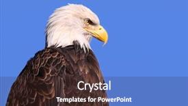  Presentation with bald - PPT layouts consisting of famous american bald eagle background and a tawny brown colored foreground
