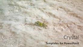  Presentation with beach - Theme enhanced with famous-anse-lazio-beach background and a soft green colored foreground