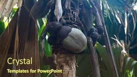  Presentation with coconut - Slide deck featuring famous-coco-de-mer-endemic background and a tawny brown colored foreground