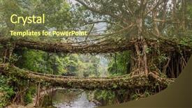  Presentation with tree roots - Beautiful PPT theme featuring famous double decker living roots backdrop and a violet colored foreground