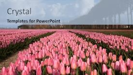  Presentation with dutch - PPT theme having famous-dutch-bulb-fields background and a light blue colored foreground