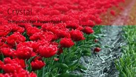  Presentation with dutch - Presentation theme enhanced with famous-dutch-bulb-fields background and a red colored foreground