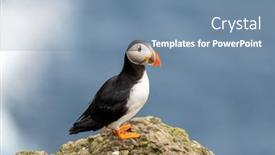  Presentation with denmark - Audience pleasing slide set consisting of famous-faroese-bird-puffin-closeup backdrop and a seafoam green colored foreground