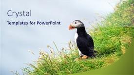  Presentation with bird - PPT theme with famous-faroese-bird-puffin-closeup background and a sky blue colored foreground