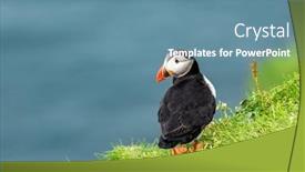  Presentation with bird - Slides enhanced with famous-faroese-bird-puffin-closeup background and a teal colored foreground