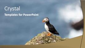 Presentation with bird - Beautiful PPT theme featuring famous-faroese-bird-puffin-closeup backdrop and a seafoam green colored foreground