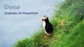  Presentation with bird - Audience pleasing presentation design consisting of famous-faroese-bird-puffin-closeup backdrop and a sky blue colored foreground