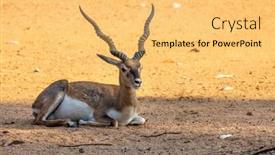  Presentation with buck - PPT layouts with famous-indian-black-buck-resting background and a yellow colored foreground