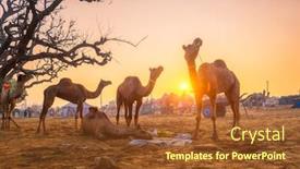  Presentation with rajasthan festival - Cool new PPT layouts with famous-indian-camels-trade-pushkar backdrop and a tawny brown colored foreground