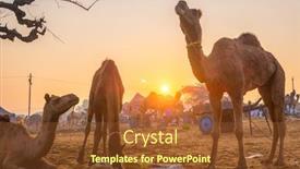  Presentation with rajasthan festival - Amazing PPT theme having famous-indian-camels-trade-pushkar backdrop and a tawny brown colored foreground