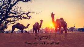  Presentation with rajasthan festival - Slide set with famous-indian-camels-trade-pushkar background and a tawny brown colored foreground