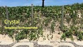  Presentation with ipanema beach - Slide set enhanced with famous ipanema beach mosaic sidewalk and palm tree rio de janeiro brazil background and a tawny brown colored foreground