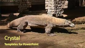  Presentation with dragon - Theme consisting of famous komodo dragon - world largest background and a tawny brown colored foreground