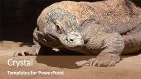  Presentation with dragon - Presentation theme featuring famous komodo dragon - world largest background and a coral colored foreground