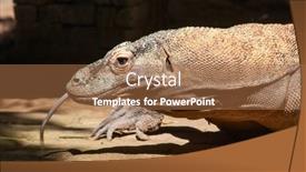  Presentation with dragon - Audience pleasing slides consisting of famous-komodo-dragon-world backdrop and a coral colored foreground