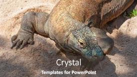  Presentation with dragon - PPT layouts consisting of famous-komodo-dragon-world background and a dark gray colored foreground