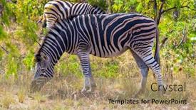  Presentation with africa tourism - Presentation theme consisting of famous-kruger-park-burchella-zebra background and a coral colored foreground