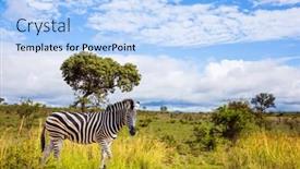  Presentation with africa tourism - Presentation theme featuring famous-kruger-park-burchella-zebra background and a light blue colored foreground