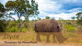  Presentation with africa tourism - Audience pleasing PPT theme consisting of famous-kruger-park-travel backdrop and a gold colored foreground