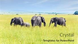  Presentation with earth animals - PPT theme featuring famous-masai-mara-reserve background and a yellow colored foreground