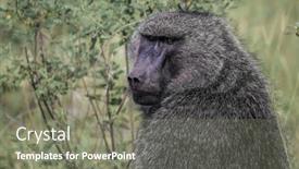  Presentation with savannah - Theme enhanced with famous-masai-mara-reserve background and a gray colored foreground
