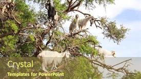  Presentation with north africa - Slide deck consisting of famous-moroccan-scene-goats background and a tawny brown colored foreground